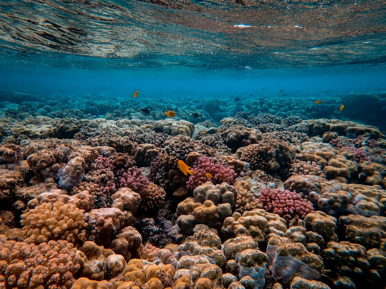 Sample underwater photograph of a coral reef and marine life